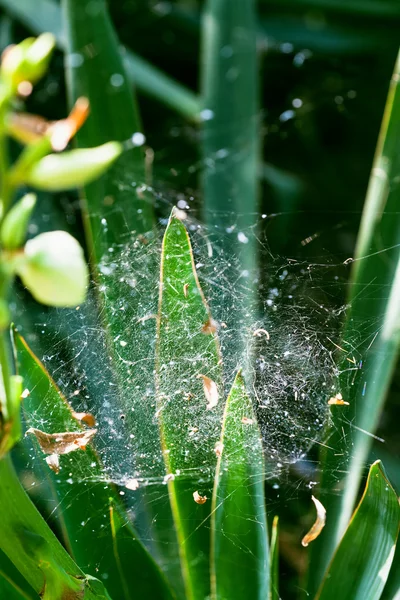 Spider web on the leaves of iris — Stock Photo, Image