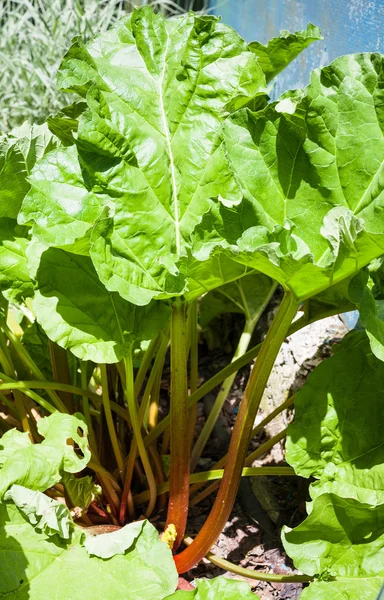 Куст ревматического растения (ревень, пиплант) в саду — стоковое фото