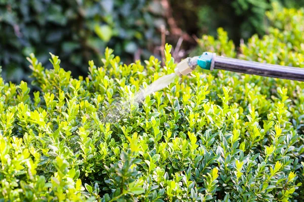 Processing of boxwood bushes by pesticide — Stock Photo, Image