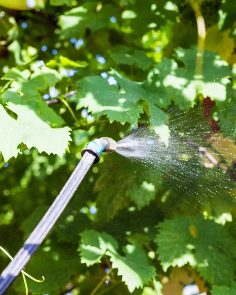 Spraying of vine leaves by pesticide — Stock Photo, Image