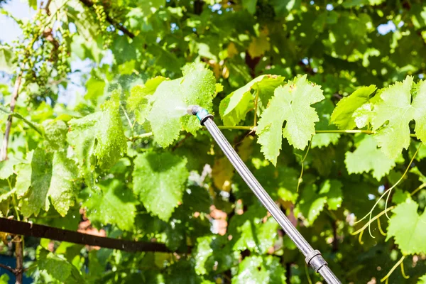 Spraying of grape leaves by pesticide — Stock Photo, Image