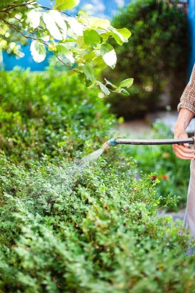 Farmer processing bushes by pesticide on backyard — Stock Photo, Image