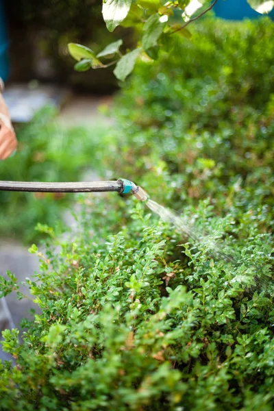 Fermier pulverizarea pesticidelor împotriva dăunătorilor în grădină — Fotografie, imagine de stoc