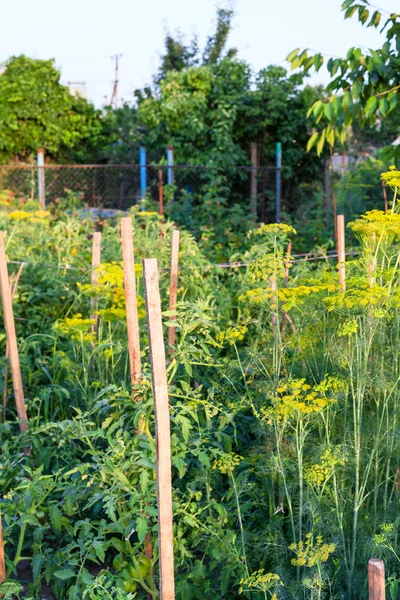 Green country garden illuminated by sunset — Stock Photo, Image