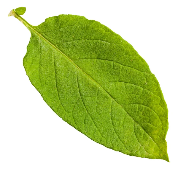 Zelený list rostliny bramboru, izolované na bílém — Stock fotografie