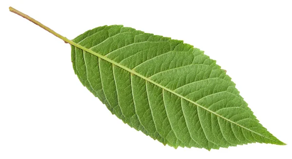 Back side of green leaf of sour cherry tree — Stock Photo, Image