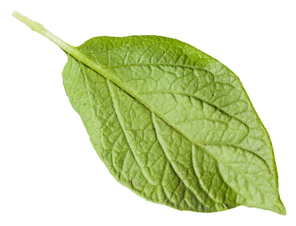Verso da folha verde da planta da batata isolada — Fotografia de Stock