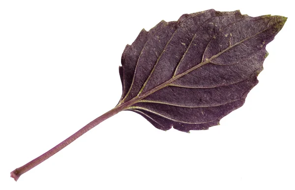 Fresh leaf of purple basil herb isolated — Stock Photo, Image