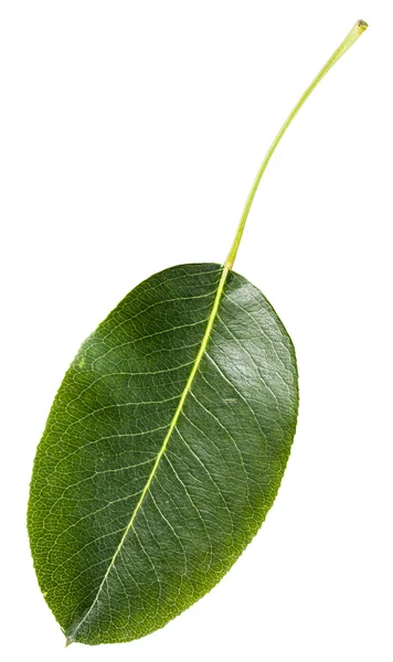 Green leaf of pear tree isolated — Stock Photo, Image