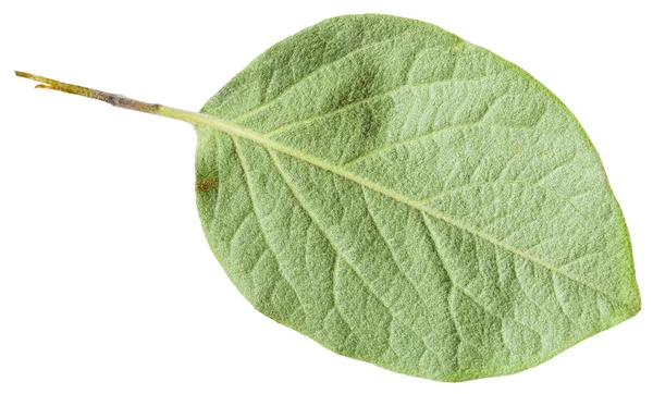 Back side of green leaf Quince tree isolated — Stock Photo, Image