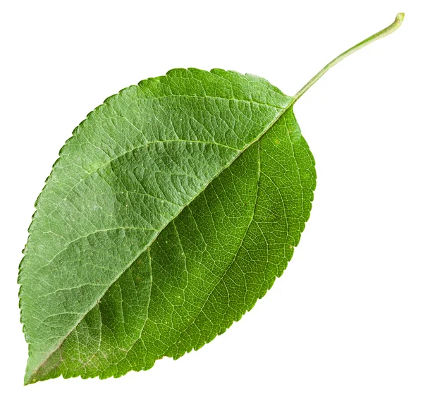 Zielony liść na białym tle jabłoń — Zdjęcie stockowe
