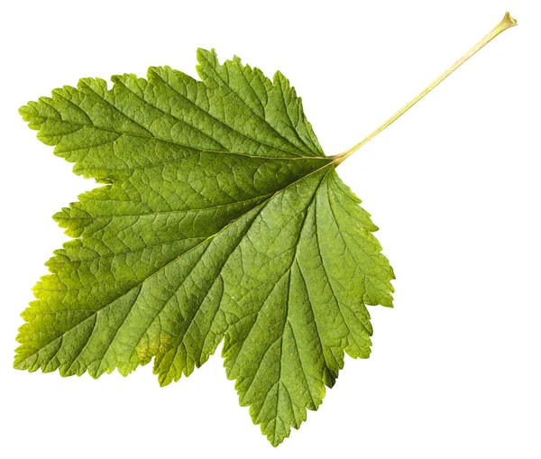 Grönt blad av svarta vinbär (Ribes nigrum) — Stockfoto