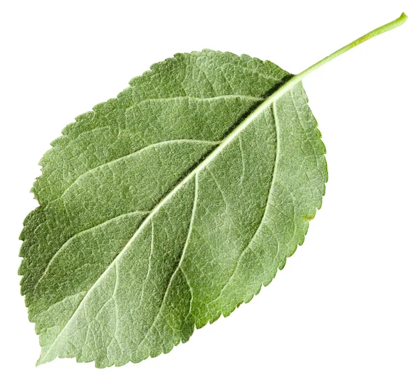 Tylną stronę zielony liść jabłoni na białym tle — Zdjęcie stockowe