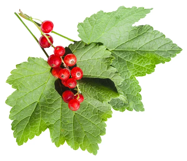 Rote Beeren und grüne Blätter der roten Johannisbeere — Stockfoto