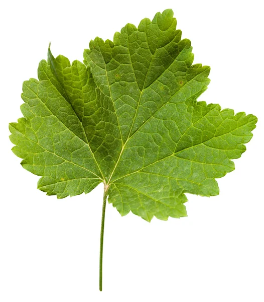 Hoja fresca de vid (Vitis vinifera ) — Foto de Stock