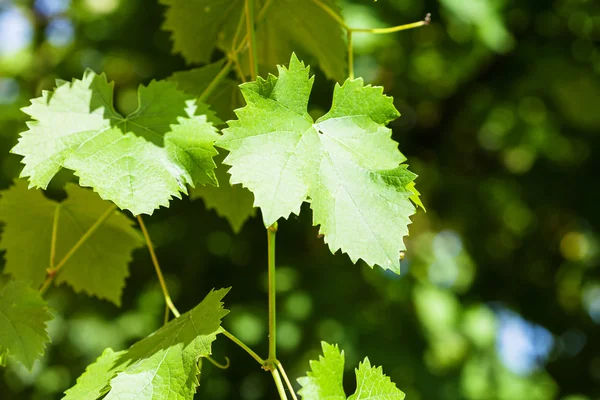Vid de uva en viñedo verde — Foto de Stock
