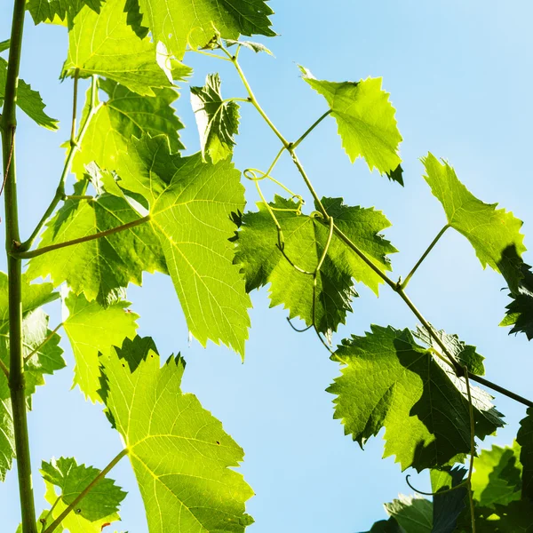 Hojas verdes de uva y fondo azul del cielo — Foto de Stock