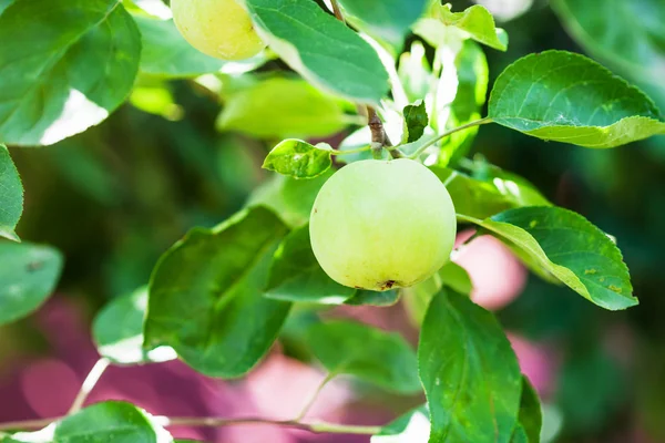 Manzana verde en el árbol en el jardín en verano — Foto de Stock