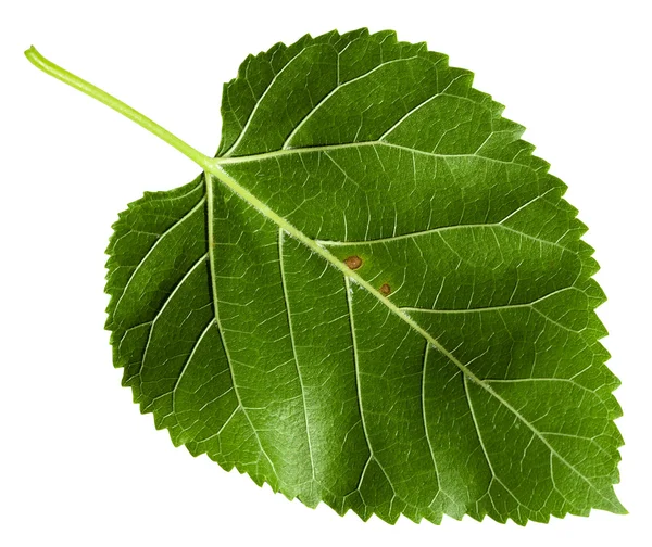 Tylnej stronie zielony liść z drzewa, Morus na białym tle — Zdjęcie stockowe
