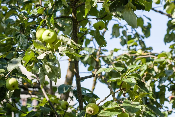 村の庭で緑のフルーツとリンゴの木 — ストック写真