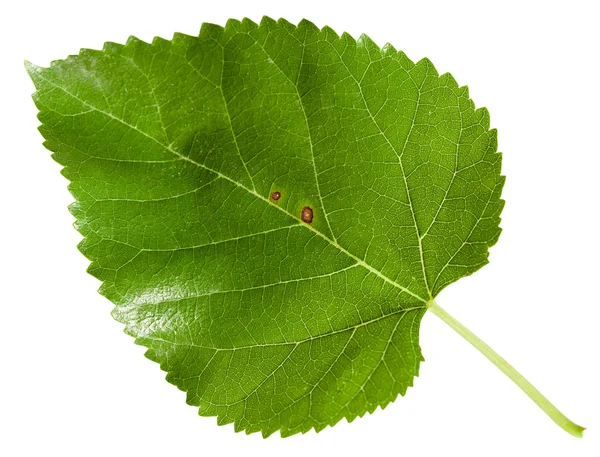 Green leaf of Morus tree (black mulberry) isolated — Stock Photo, Image