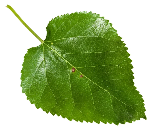 Fresh leaf of Morus tree (blackberry) isolated — Stock Photo, Image