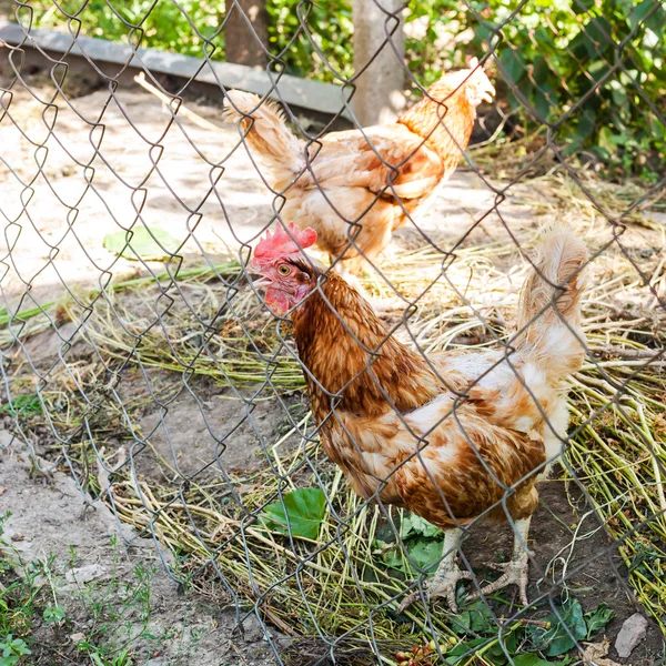 Rote Hühner im Freiluft-Hühnerstall — Stockfoto