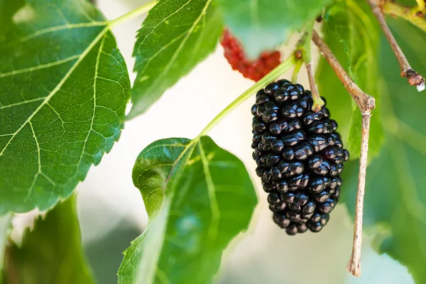 Reife schwarze Beeren am Morusbaum aus nächster Nähe — Stockfoto