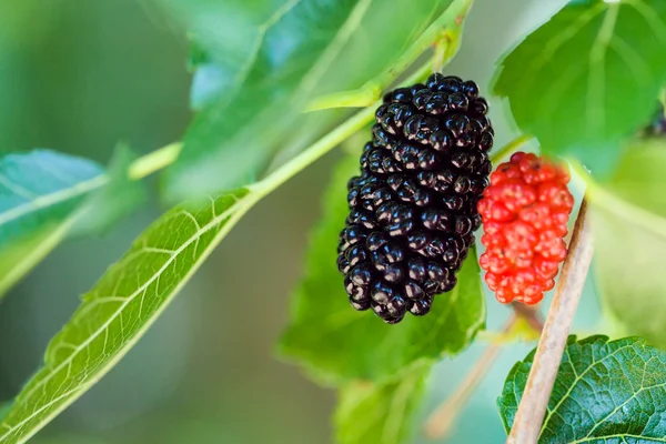 Reife schwarze und rote Beeren am Morusbaum — Stockfoto