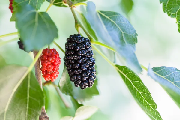 검은 딸기 나무에 검정과 빨강 열매 — 스톡 사진