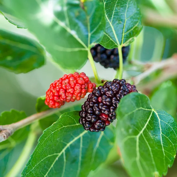 Reife schwarze und rote Beeren am Brombeerbaum — Stockfoto