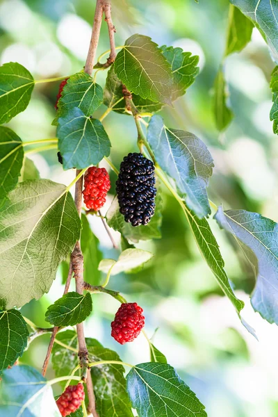 Zweig mit schwarzen und roten Beeren am Brombeerbaum — Stockfoto