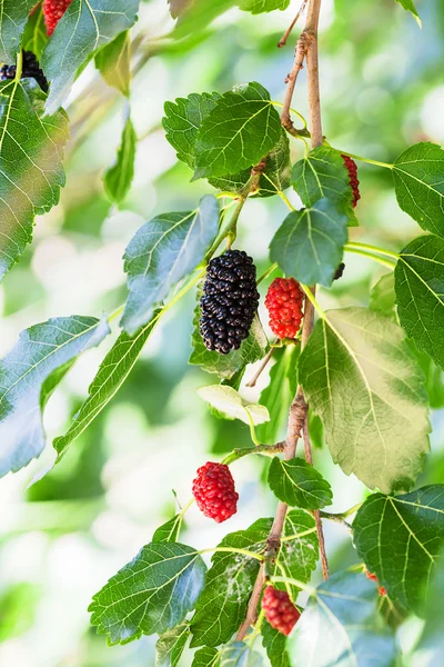 Twig with black and red berries on Morus tree — Stock Photo, Image