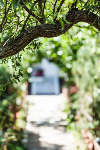 Arch of willow tree and home door — Stock Photo, Image