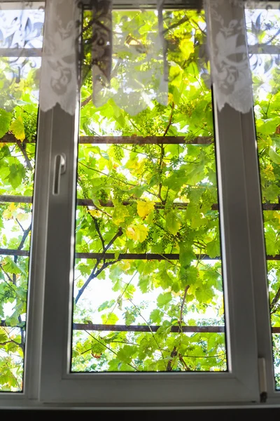 Vista del viñedo a través del cristal de la ventana — Foto de Stock