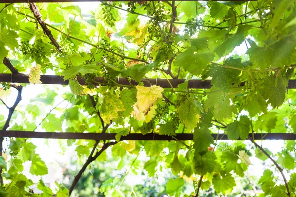 Uvas verdes en viñedo en el patio trasero rural —  Fotos de Stock