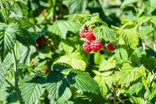 Bayas rojas en arbusto de frambuesa en el jardín —  Fotos de Stock