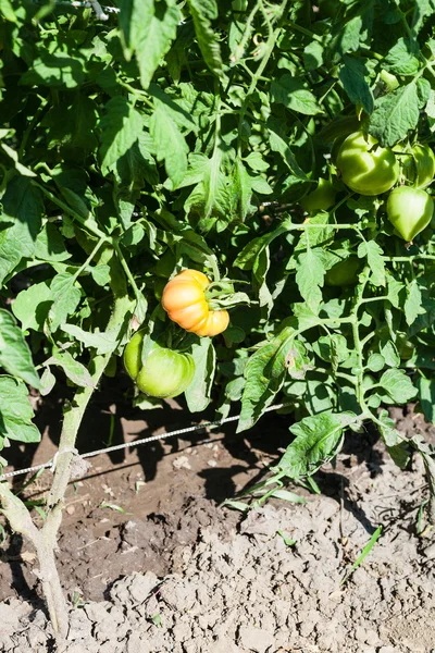 Green and red tomatoes on bush in garden — Stock Photo, Image