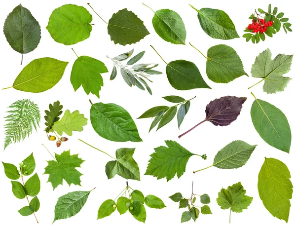 Colección de hojas verdes aisladas sobre blanco — Foto de Stock
