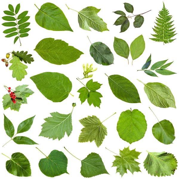 Verschillende groene bladeren geïsoleerd op wit — Stockfoto