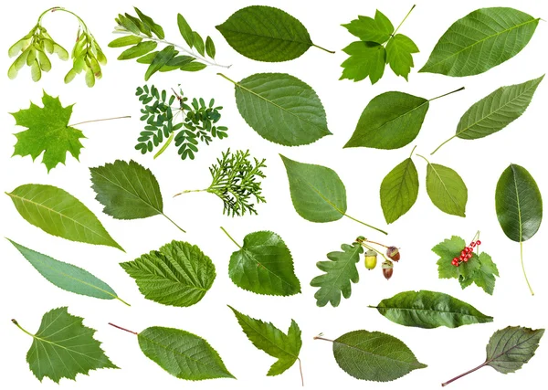 Listy zelené letní izolované na bílém — Stock fotografie
