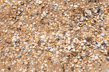 doğal arka plan - kum ve shelly beach