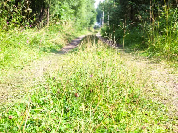 Zelená tráva zblízka na venkovské silnici v lese — Stock fotografie