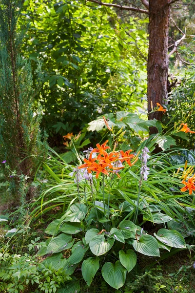 Кустарник лилии, сосна и можжевельник в зеленом лесу — стоковое фото