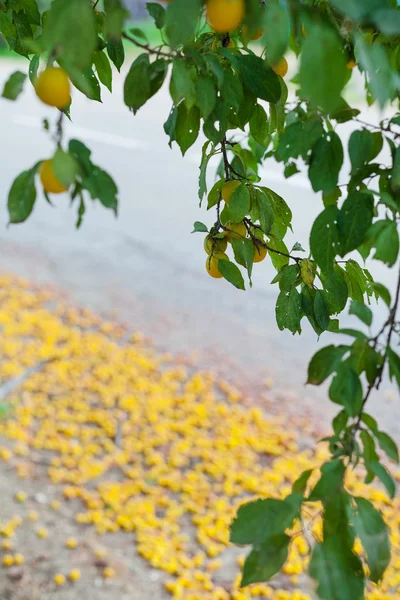 Yellow cherry plums on tree and unharvested crop — Stock Photo, Image