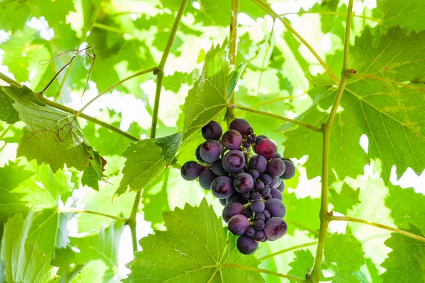 Bunch of ripe dark red grapes on vine in sunny day — Stock Photo, Image