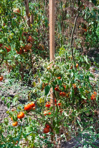 Houten palen met tomaat struiken in de tuin — Stockfoto