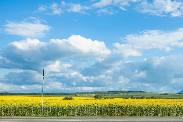 Blauer Himmel mit weißen Wolken über Sonnenblumenfeld — Stockfoto