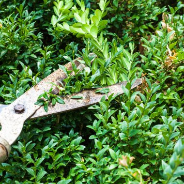 cutting boxwood bushes by pruning shears clipart