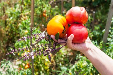 Olgun domates ve fesleğen bitki çiftçi el tutar